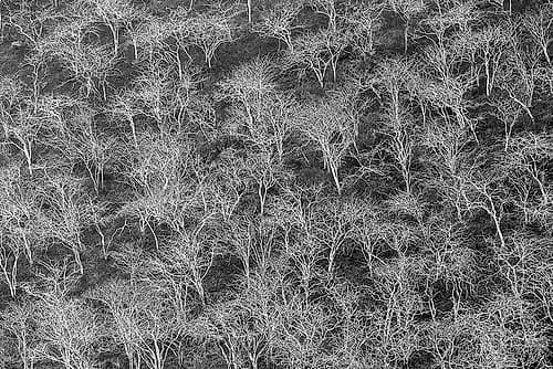 Hillside of palo santo trees Floreana Island-Galapagos Islands-Ecuador Landscape Print